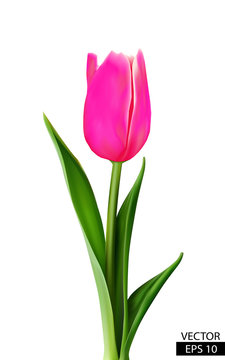 One pink tulip with green leaves isolated