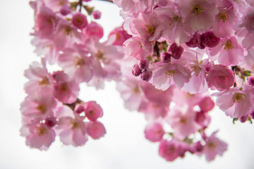 Japanische Kirschblüte