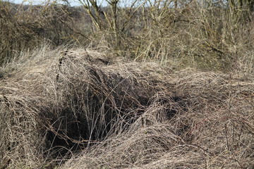 Wasteland with creepers and brambles jungle