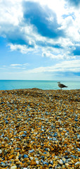 Seagul on the beach