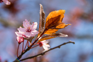 Japanische Kirschblüte