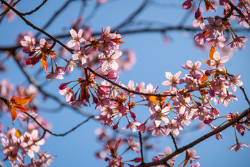 Japanische Kirschblüte