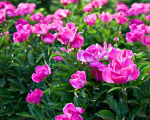 Obraz premium Shrub pink peonies in the garden