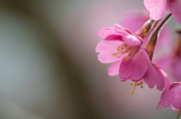 Naklejka na ściany i meble Japanische Kirschblüte