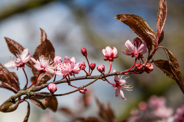 Japanische Kirschblüte