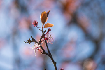 Japanische Kirschblüte