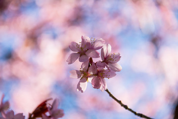 Japanische Kirschblüte
