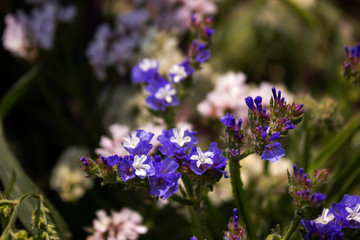 Limonium (Plumbaginaceae) - small white and blue summer flowers grow in the garden. Background