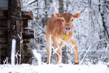 a calf in the snow