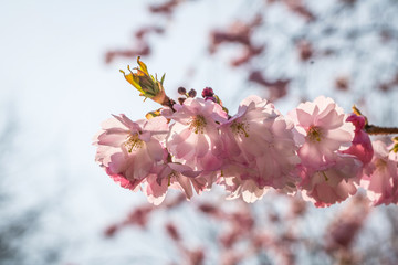 Japanische Kirschbl&uuml;te