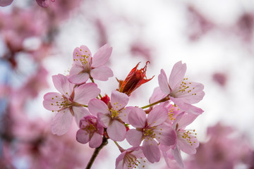 Japanische Kirschblüte