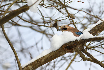 Jay is sitting on winter snow -covered branches...