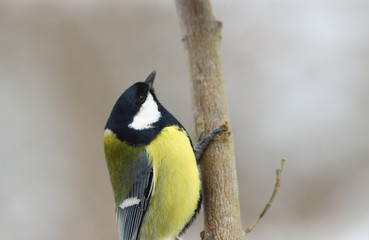 Portrait of a big tit, which sits on a branch on a blurred background of an indeterminate color
