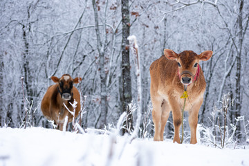 Fototapeta na wymiar a calf in the snow