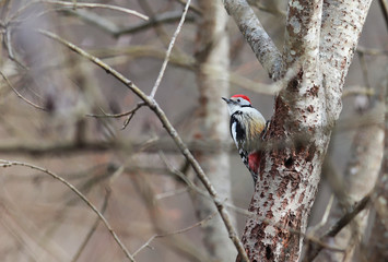 The woodpecker sits on the trunk of a tree among the branches