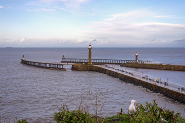 Whitby lighthouses and seagull.