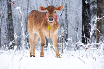 Fototapeta na wymiar a calf in the snow