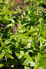 Fritillaria camschatcensis or kamchatka lily plant