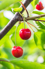 Red cherries on a tree, vertical format_