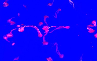 jellyfish, ripley's aquarium