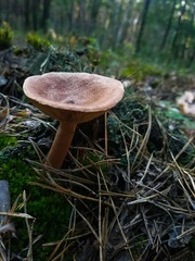 mushroom in forest