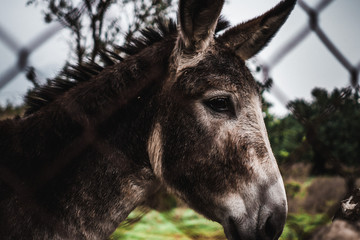 donkey face
