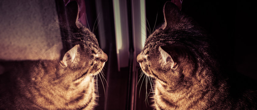 reflet du chat dans la baie vitr&eacute;e