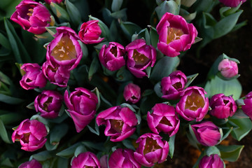 Colorful vivid fresh tulips bouquet flat lay background, selective focus