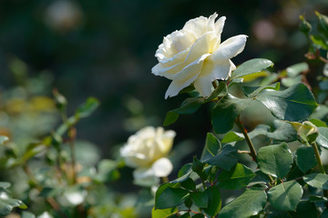 Natural bouquet of rose bushes growing in the garden. Multi-colored roses blooming in the natural environment. Beautiful flowering plant.