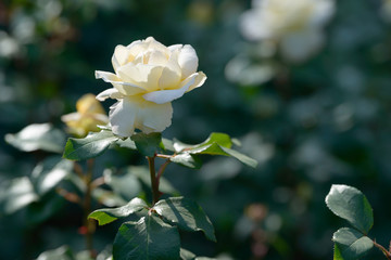 Obraz premium Natural bouquet of rose bushes growing in the garden. Multi-colored roses blooming in the natural environment. Beautiful flowering plant.