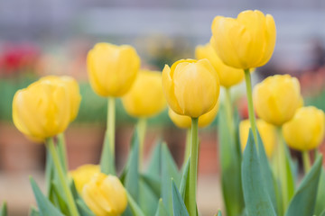 Colorful vivid fresh tulips flowerscape background, selective focus