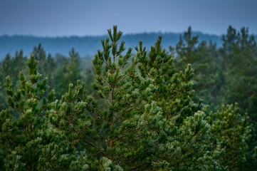 Frosty trees in forest during cold winter morning sunrise, captured in close up