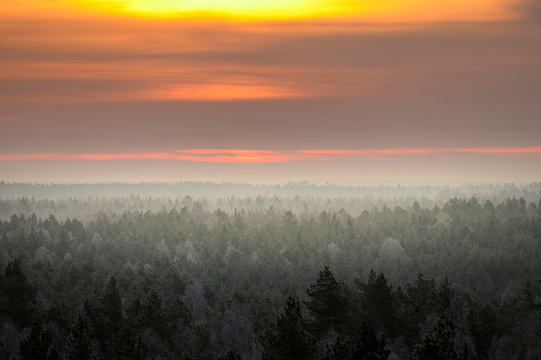 Colourful sunrise sky with frosty forest in foreground during winter morning. © valdisskudre