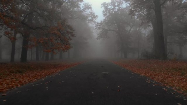 Camera flies over the road with brown autumn trees in mystical foggy park