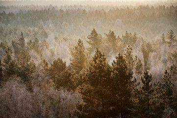 Frosty trees in forest during cold winter morning sunrise, captured in close up