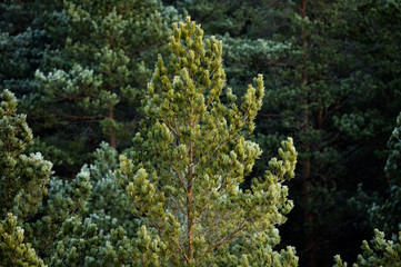 Frosty trees in forest during cold winter morning sunrise, captured in close up