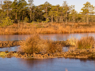 beautiful bog landscape at sunrise