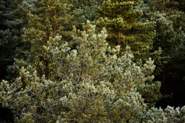 Frosty trees in forest during cold winter morning sunrise, captured in close up