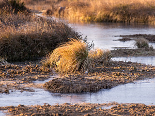 beautiful bog landscape at sunrise