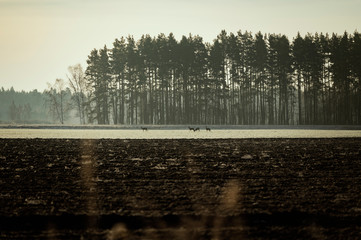 Fototapeta premium Roe deer herd from distance over open field during winter sunrise. (high ISO image)