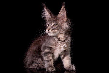 Naklejka na ściany i meble Adorable cute maine coon kitten on black background in studio, isolated.