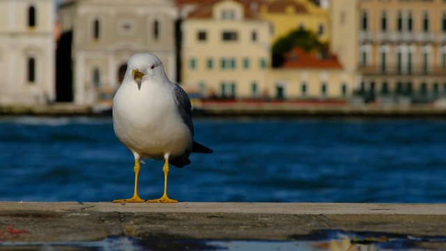 A seagull standing on the quay