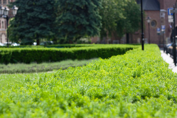 Obraz premium garden in spring