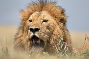 Obraz na płótnie Canvas Wild free roaming male african lion in its natural habitat