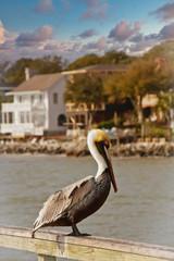 A pelican on a weathered pier with coastal homes in the background