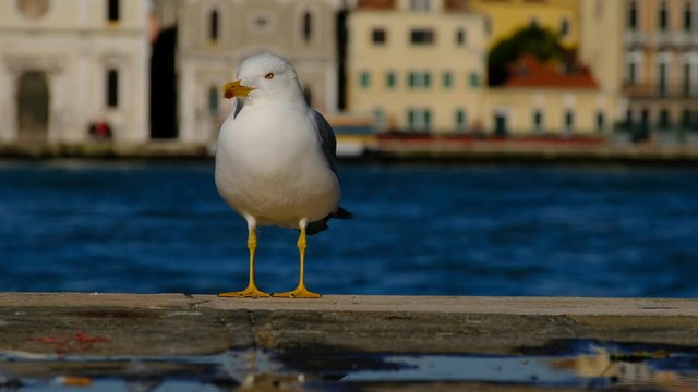 A seagull standing on the quay