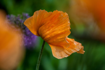 Fototapeta premium Mohnblüte