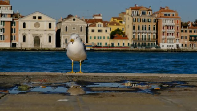 A seagull standing on the quay