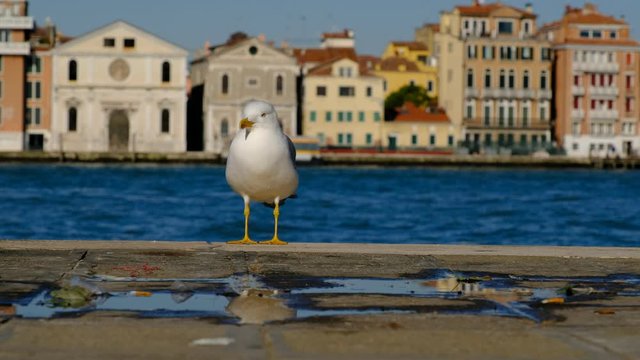 A seagull standing on the quay