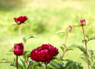 Five purple  peonies in the garden on green background